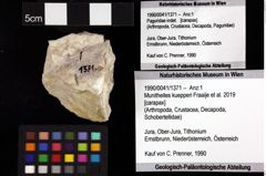 Foto (Objket + Etiketten) von Munitheites kuepperi (Fraaije et al., 2019) 